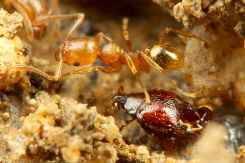 ¥¢¥ê¥Å¥«¥à¥·