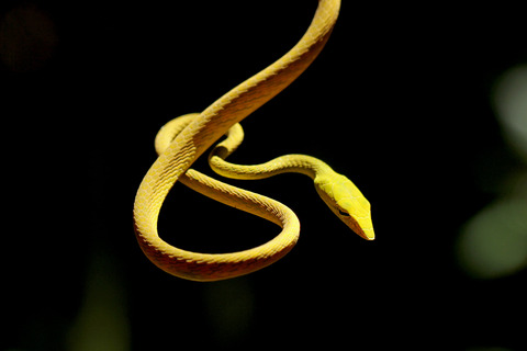 ¥ª¥ª¥¢¥ª¥à¥Á¥Ø¥Ó