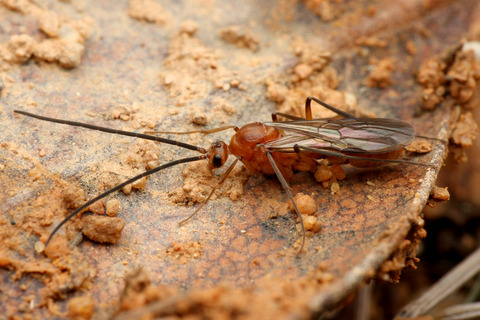 �ȥ������ϥꥢ��Υ���