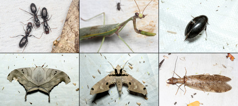 �饤�ȥȥ�å�-�ڥ롼