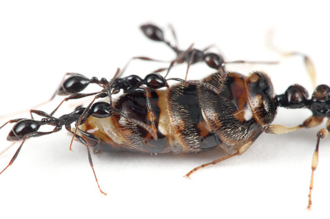 ツヤヒメサスライアリAenictus laeviceps