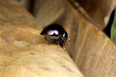 ¥è¥í¥¤¥Ð¥¨