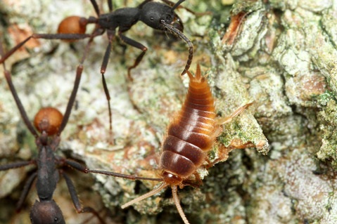 バーチェルグンタイアリEciton burchellii