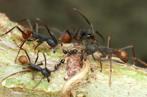 バーチェルグンタイアリEciton burchellii