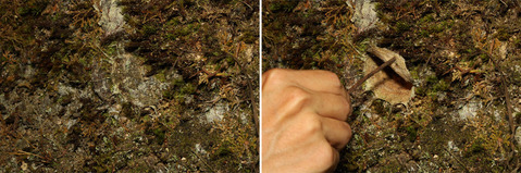 ¥Ï¥é¥Õ¥·¥°¥â