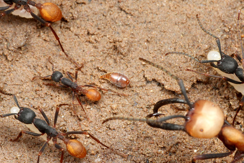 バーチェルグンタイアリEciton burchellii