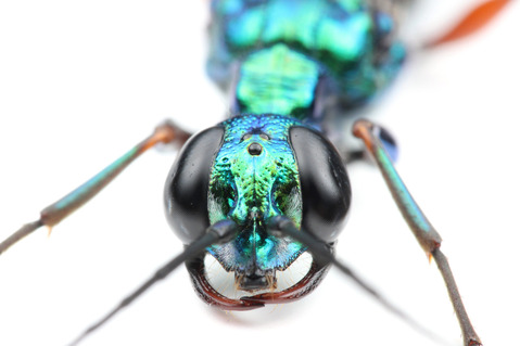 ������ɥ����֥�Х�Ampulex compressa