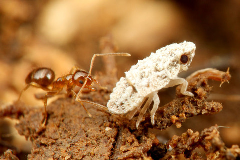 ¹¥µÂÀ¥¦¥ó¥«