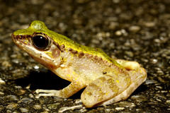 �ϥʥ���������