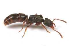 ���֥��ϥꥢ��