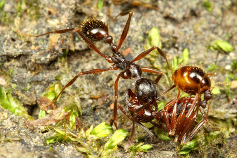 �����ʥ�����