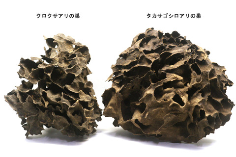 タカサゴシロアリ