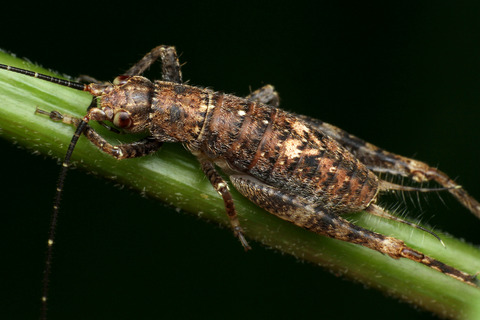 マレーシアの直翅目