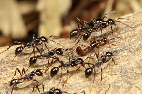 ¥Ï¥Í¥«¥¯¥·¤È¥Ò¥á¥µ¥¹¥é¥¤¥¢¥ê