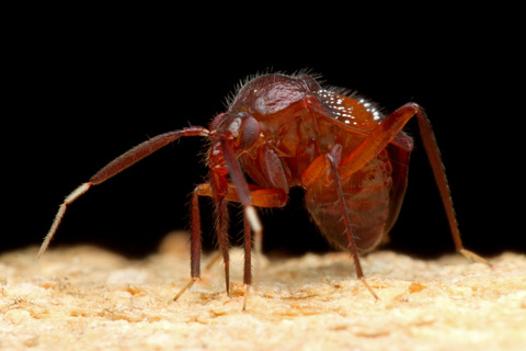 ヨロイアリとカスミカメ