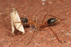 �֥�ɥå�����