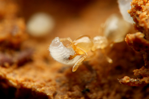 ヨツバアリ Ishigakicoccus shimadai