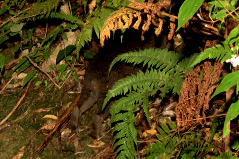 ¥¢¥Þ¥ß¥Î¥¯¥í¥¦¥µ¥®