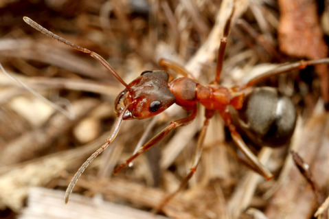 �ĥΥ�����ޥ���