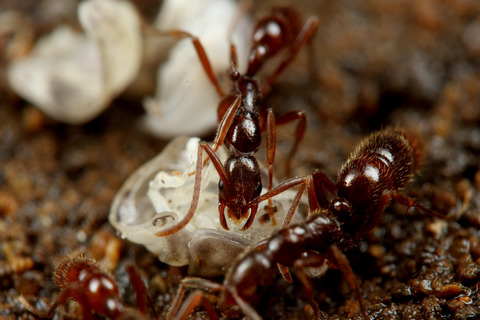 �ϥ���ϥꥢ��Leptogenys confucii