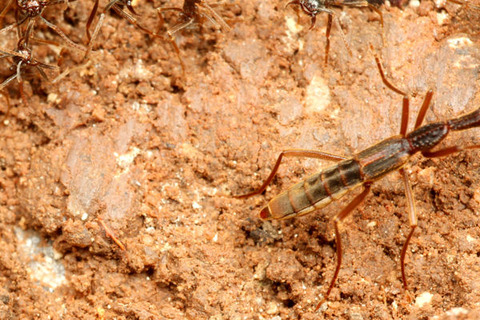 �ޥ륻���󥿥�����Labidus