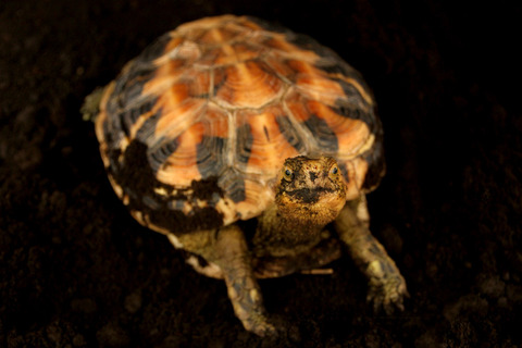 セマルハコガメ