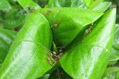 �ĥ८���������