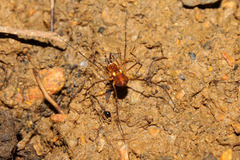 �������ȥ��ॷ