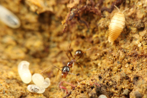 ����Υ�����