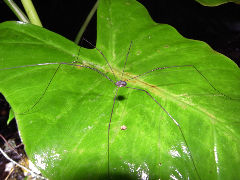 ¥¶¥È¥¦¥à¥·