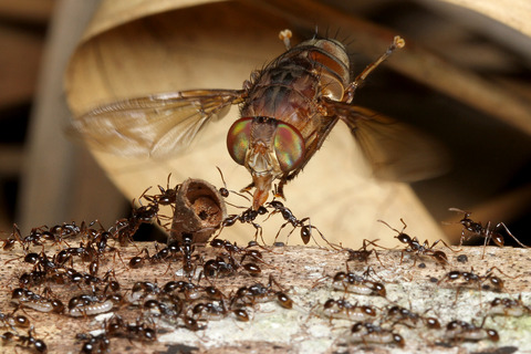 ベンガルバエ捕食