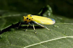 ツマグロオオヨコバイ