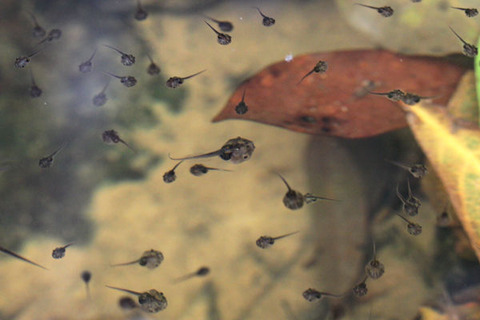 �ҥᥢ�ޥ�����