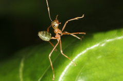 �ĥ८����