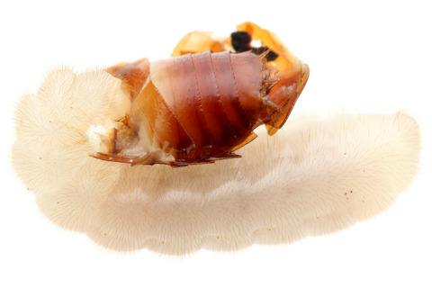 �ѥ�ݥͥ������