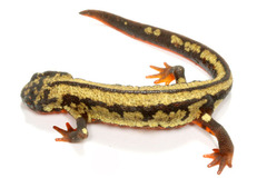 ���ꥱ�󥤥��