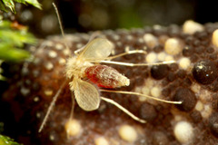 �������祦�Х�