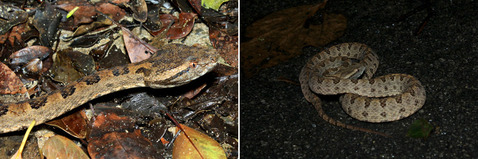 �������ޥϥ�