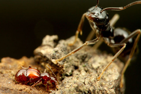 ����������ť��ॷ