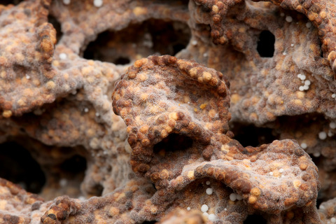 ¥Õ¥Ã¥¯¥é¥Î¥ß¥Ð¥¨ Laosphora sp.