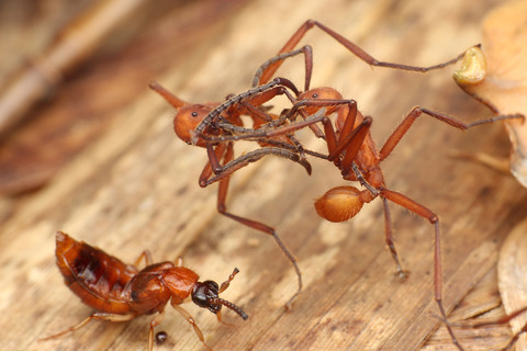 ハマタグンタイアリ Eciton hamatum