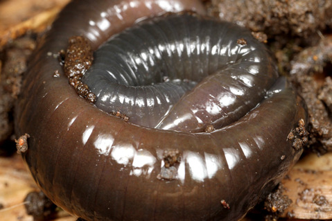 ���參�ĥ����ӥ� O. kawakatsuorum