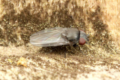 クサアリモドキ