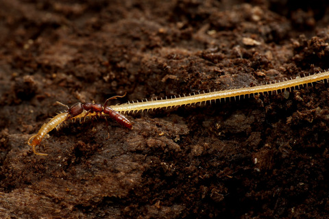 ノコギリハリアリ Amblyopone silvestrii