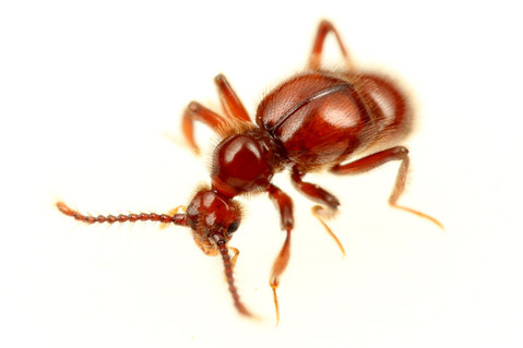 �ĥ��ޥϥꥢ��Υ���ť��ॷ