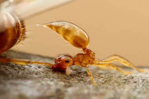 キイロシリアゲアリ Crematogaster osakensis