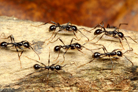 ¥Ä¥ä¥Ò¥á¥µ¥¹¥é¥¤¥¢¥ê