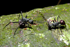 �ȥ�����