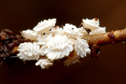 アリの巣で暮らすアブラムシやカイガラムシ