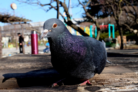 FUJIFILM X-A1 (14)